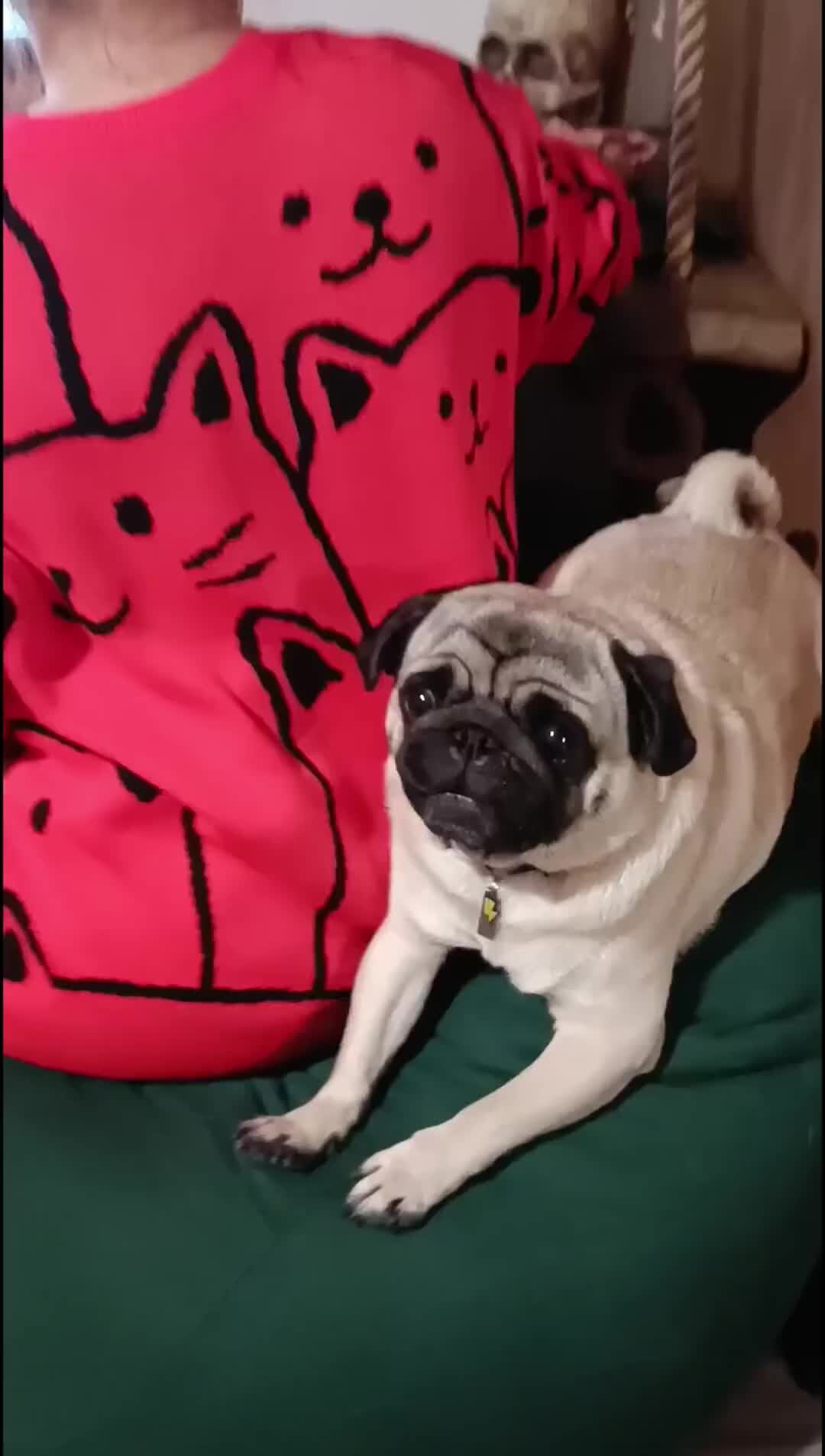 Псовский Диктор | Тыловая охрана | Дзен