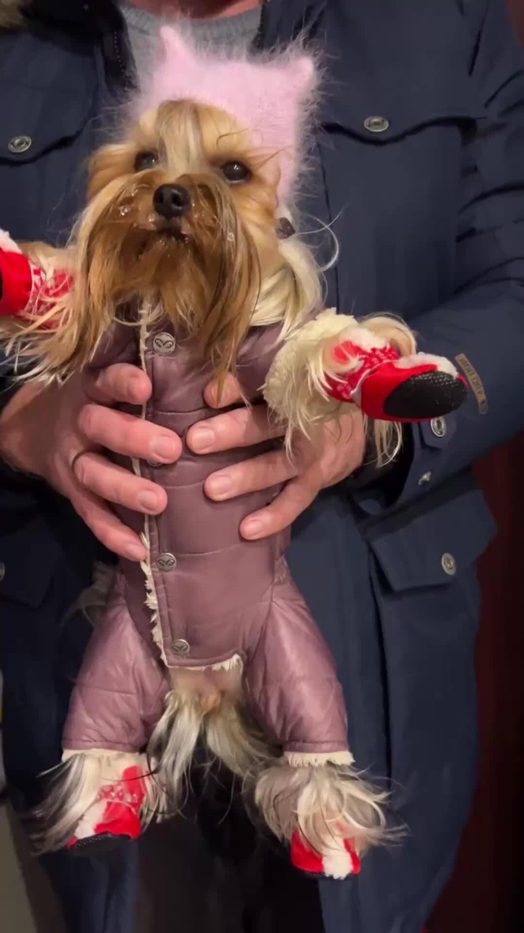 помесь йорка и таксы. йоркширский терьер сильвия. йоркширский терьер свести. гигиеническая стрижка йорка до после. йоркширский терьер переросток.