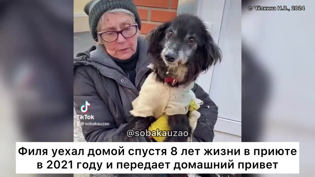 Приют для животных щербинка. Щербинский приют для собак. Стольник для приюта собак. Мини приют для животных. Приют для собак в щербинке официальный сайт.