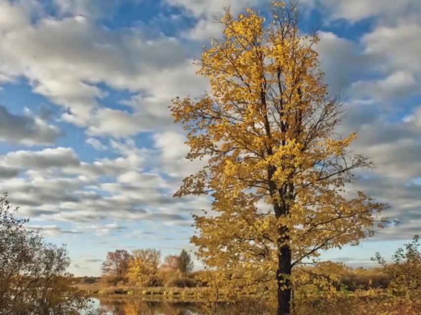 Белая береза оригинал. Белая бахрома на березе. Береза под моим окном. Береза под снегом. Береза в снегу.