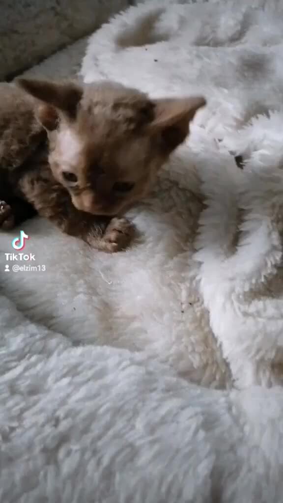 Котята 2 3 недели
