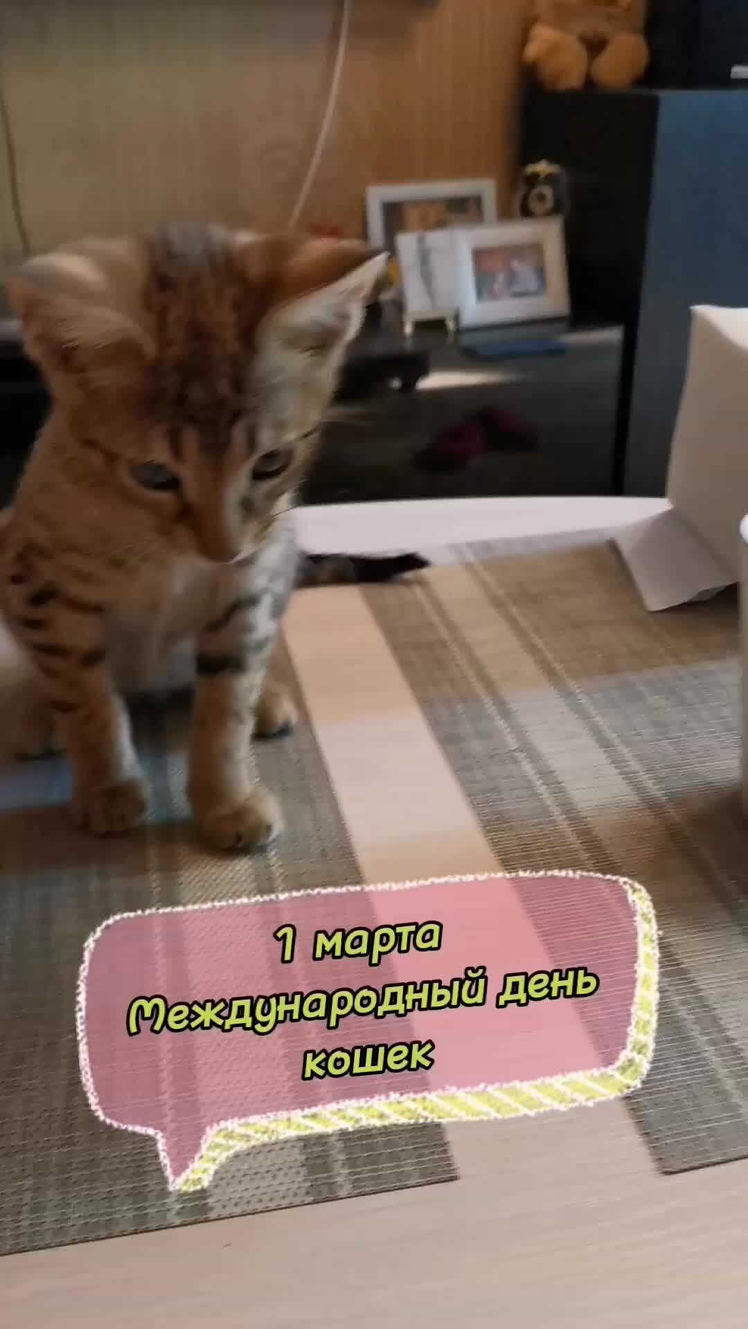 Песня кота люблю