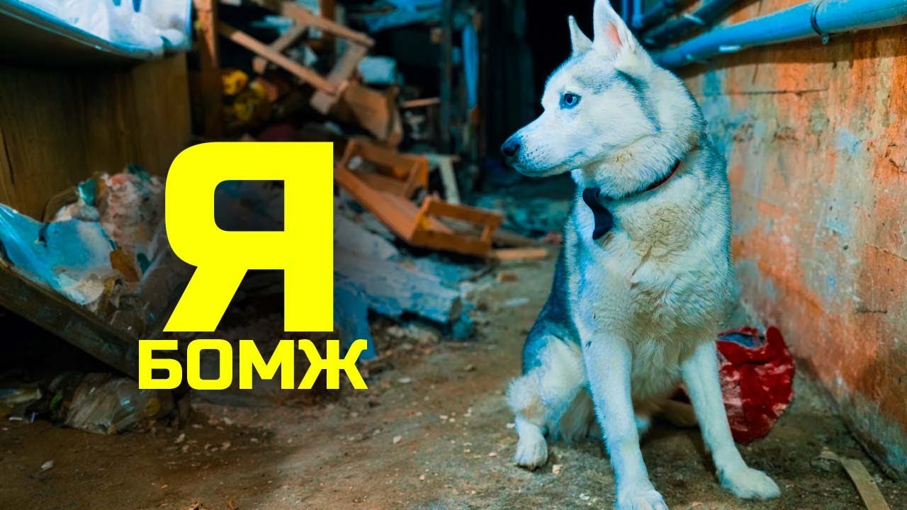 хаски бандит и бублик. общение собак. здоровая собака. две говорящей собаки. доберман и бордер колли.