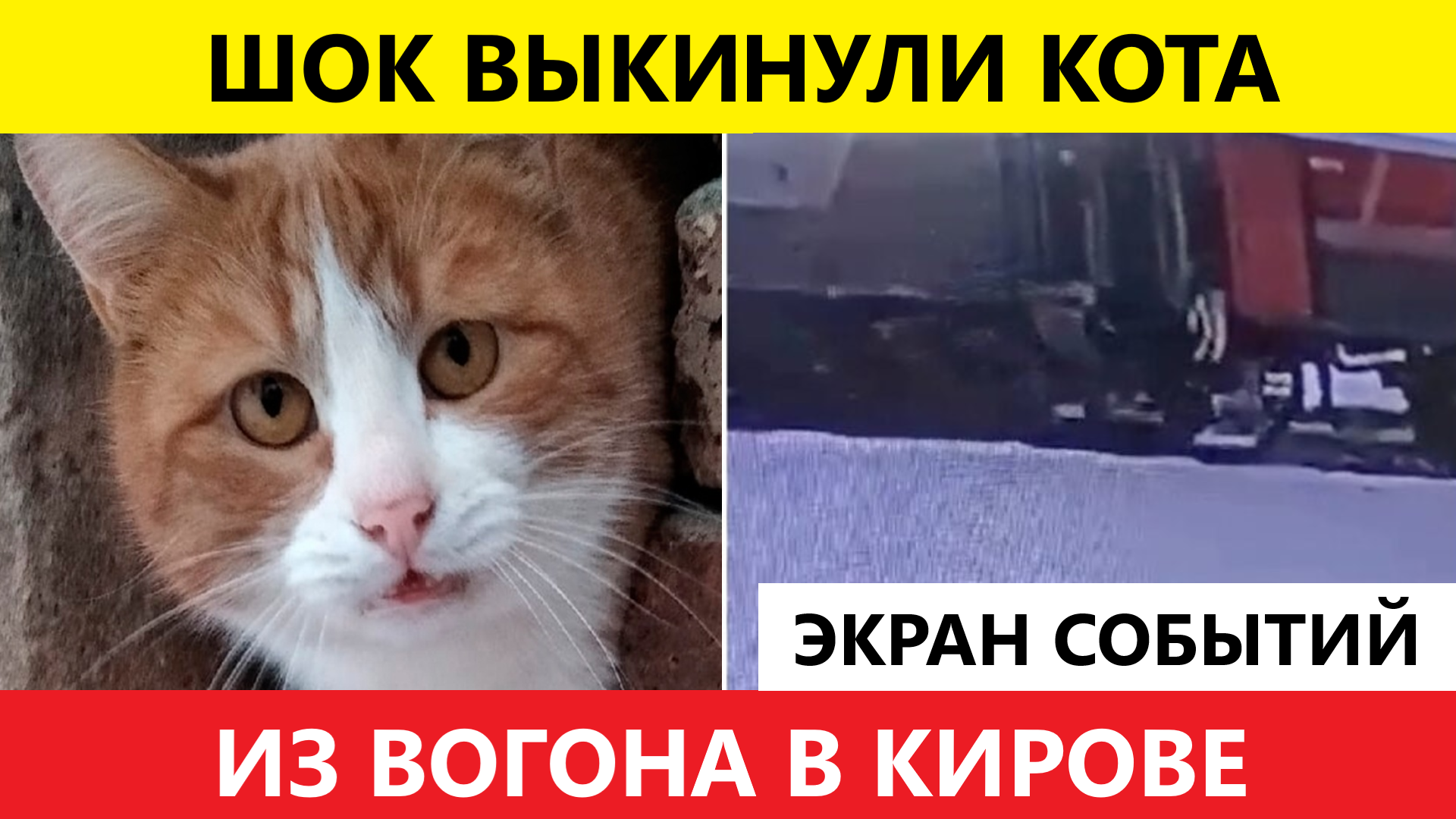 Почему выбросили кота твикса