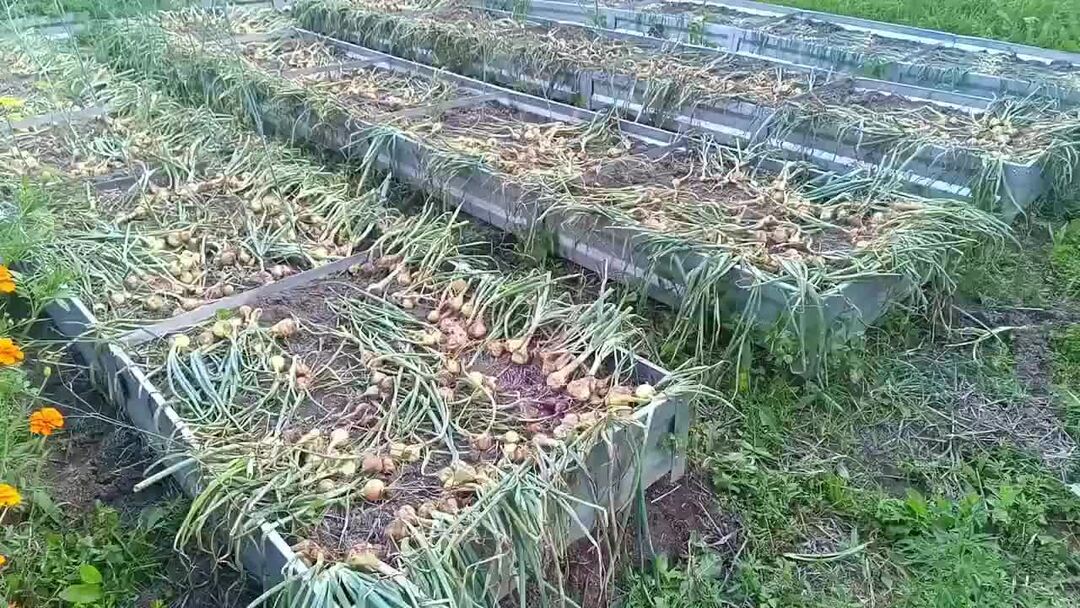 Канал машкино подворье. Канал машкино подворье. Брянское подворье село белогорщь. Канал машкино подворье. Ферма машкино.