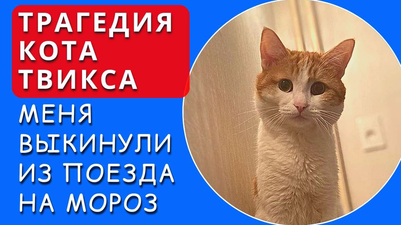 Смог кот. Смог кот