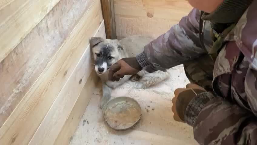 кот и пес территория надежды дзен. щенки в дар белово. приют для бездомных животных. бездомные животные в приюте фото. кот и пес территория надежды дзен.