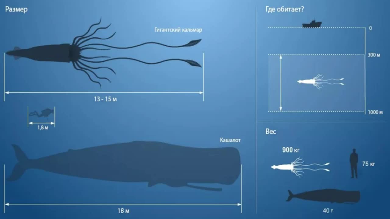 Глубина глубина 30. Гигантский кальмар Размеры. Глубоководные кальмары Размеры. Гигантский кальмар в сравнении с человеком.