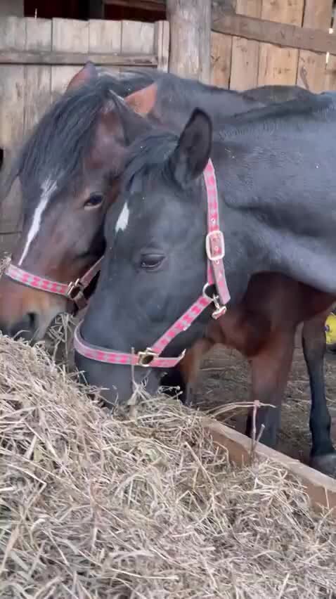 сколько 50 милей. сколько 50 милей. таблица нулей в числах. миля в верстах. сколько 50 милей.