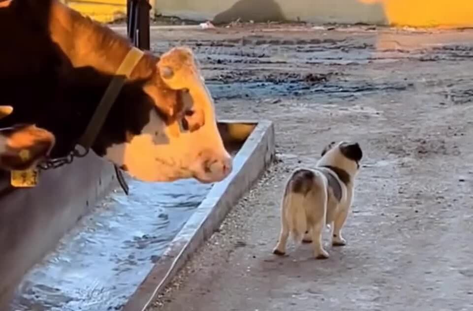 Тигр в природе. Моменты животных. Фотографии животных. Моменты животных. Смешные картинки животных.