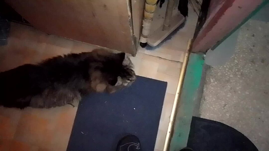 кот дзен. дзен коты видео. дзен коты видео. кот постиг дзен. дзен коты видео.