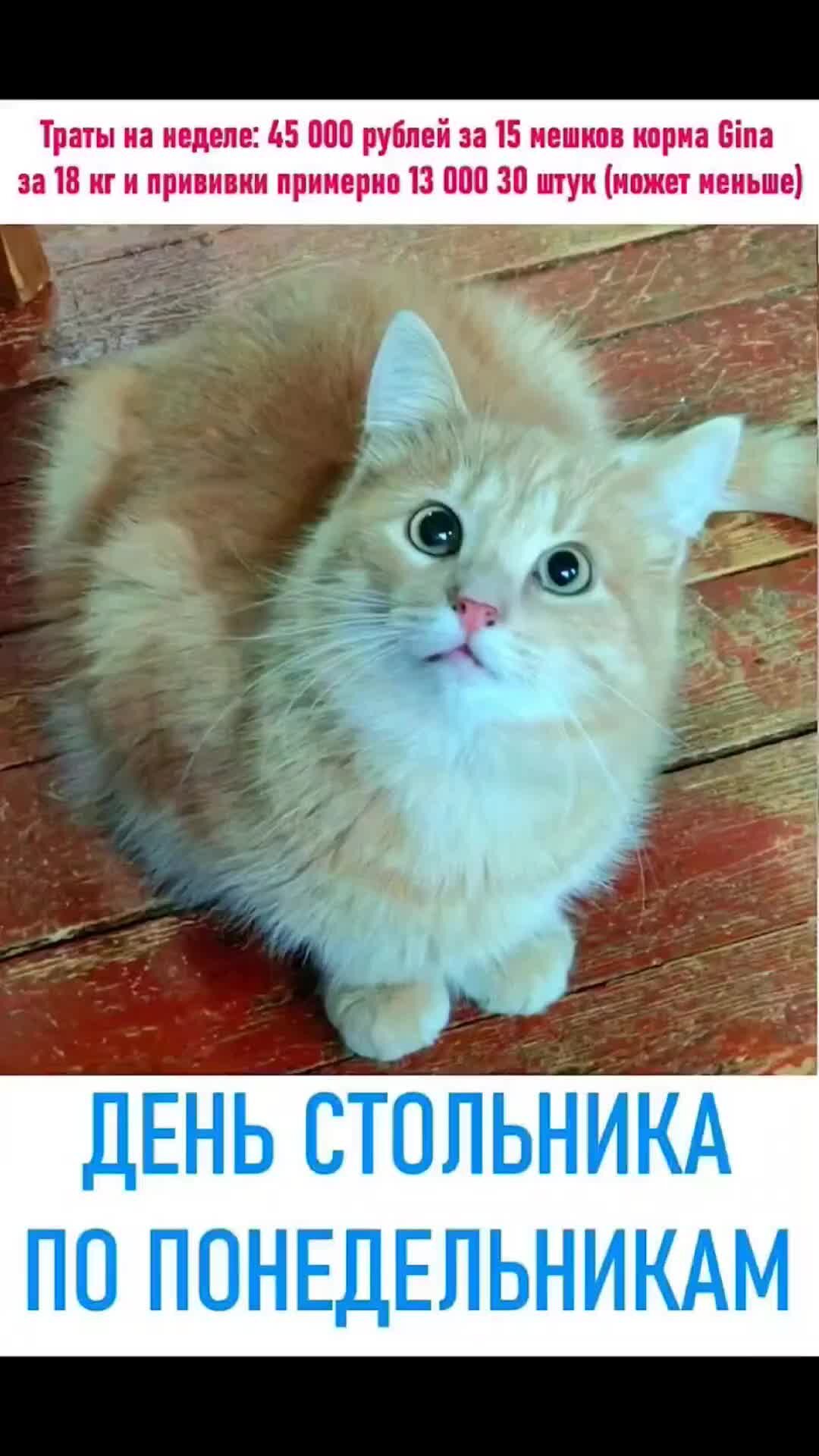 Пикабу animalrescueed