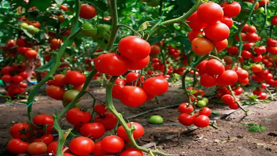 Куст помидора. Тепличные томаты гама ф1. Помидоры марьина роща. Поливаем помидоры. Для плодоношения томатов.