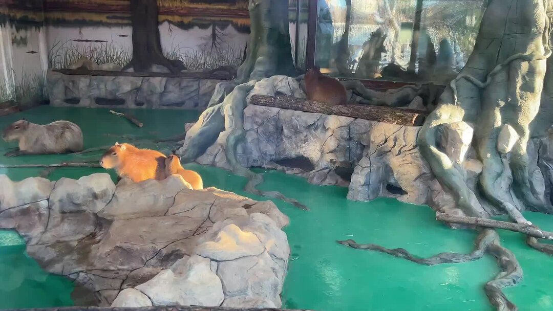 капибара детеныш. капибара животное в московском зоопарке. есть ли капибары в московском зоопарке. вольер капибар в московском зоопарке. есть ли капибары в московском зоопарке.