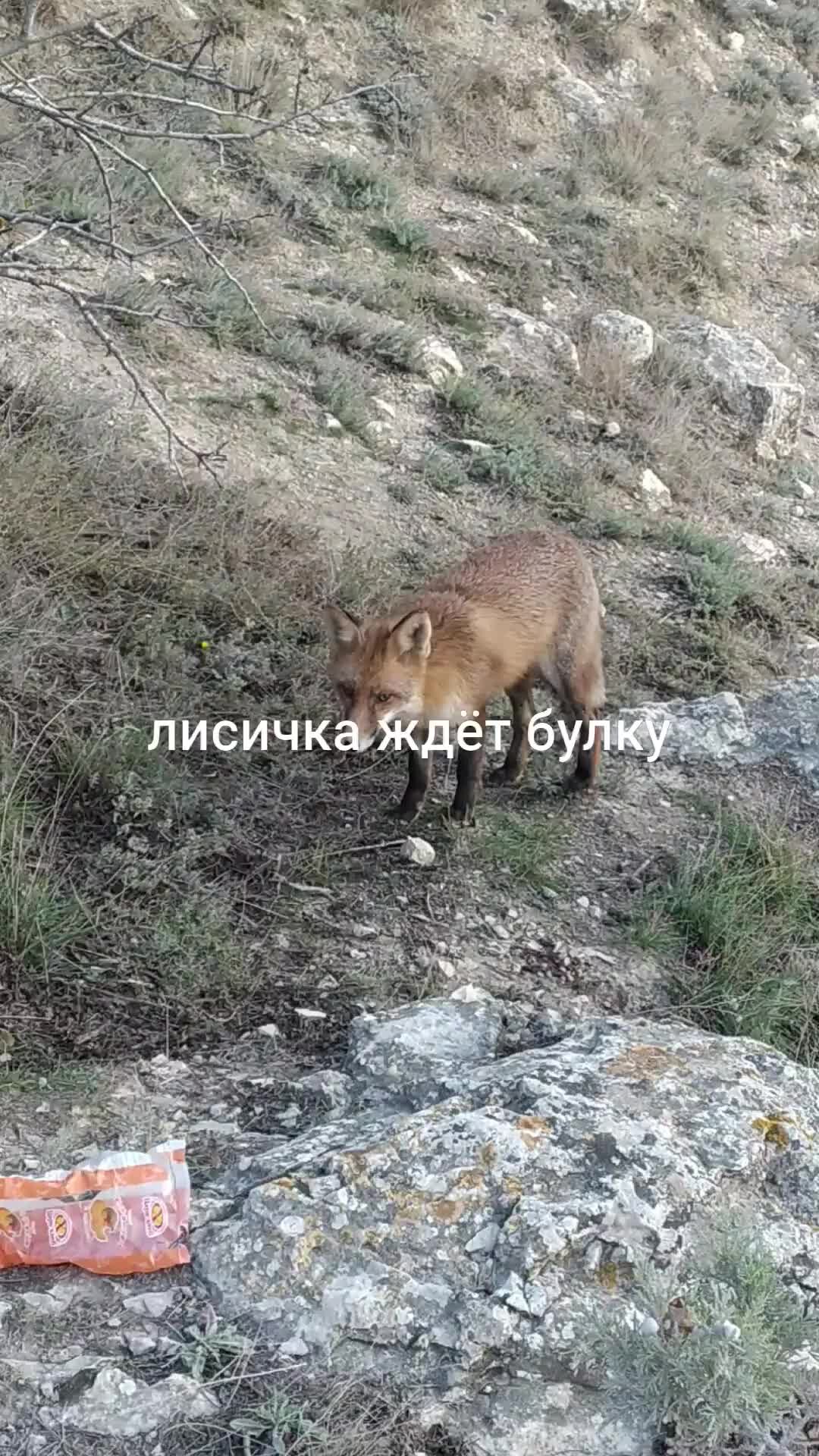 Лисы дзен