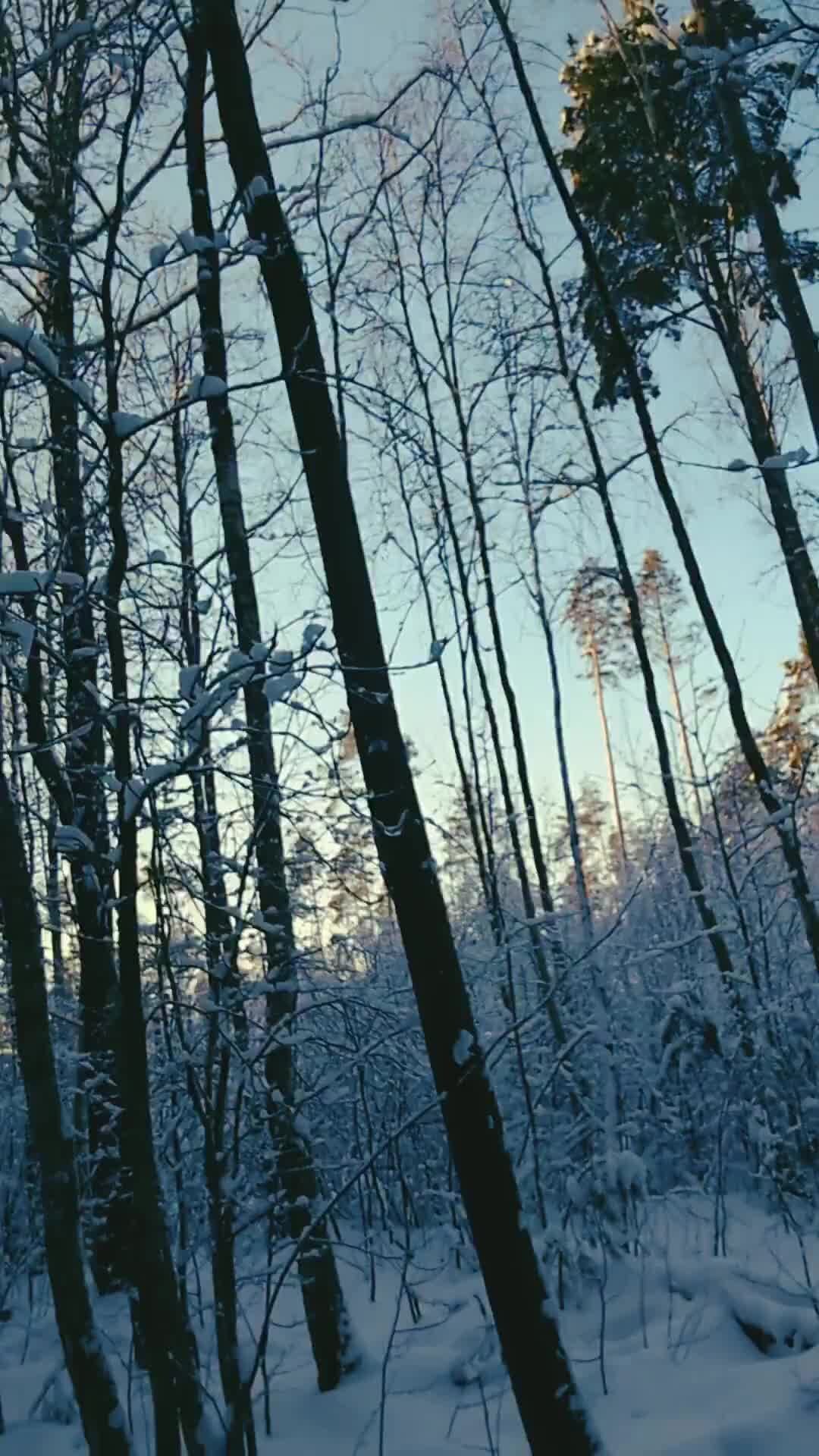 Пит кате
