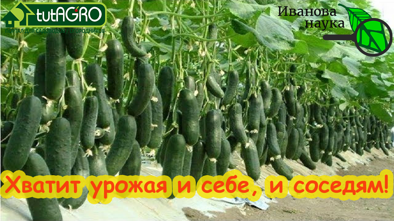 какие огурцы можно сажать. огурцы на балконе. ганичкина сорта огурцов. огурец гектор. семена огурцов для открытого грунтаса оопыляемые для урала.