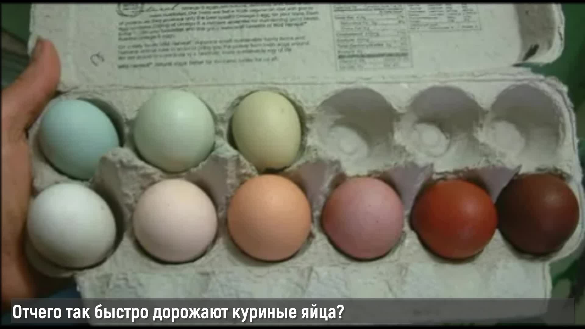 Какие куры лучше для яиц. Яйца Марана и Амераукана. Куры Араукана яйца. Яйца утки Араукана. Цвет яиц кур породы Маран.