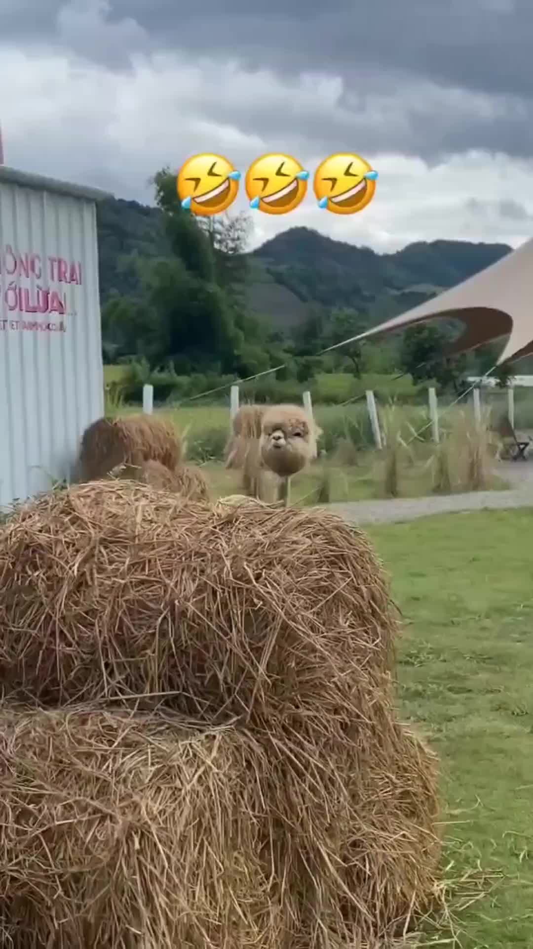 Альпака стриженная