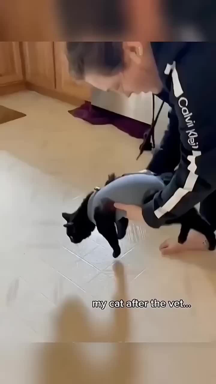 Мур мур дзен