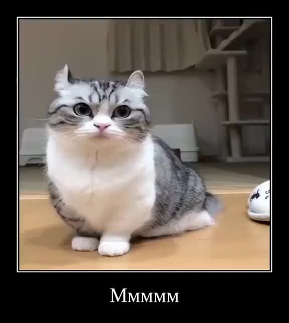 Бананчики мем с котом Мммммммм бананчики Кипяток Дзен