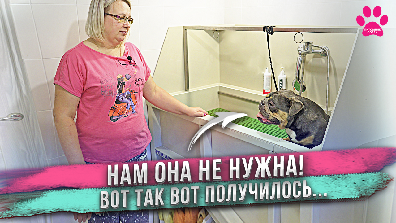 Почему собаке нужно свое место: польза и важность личного пространства для питомца