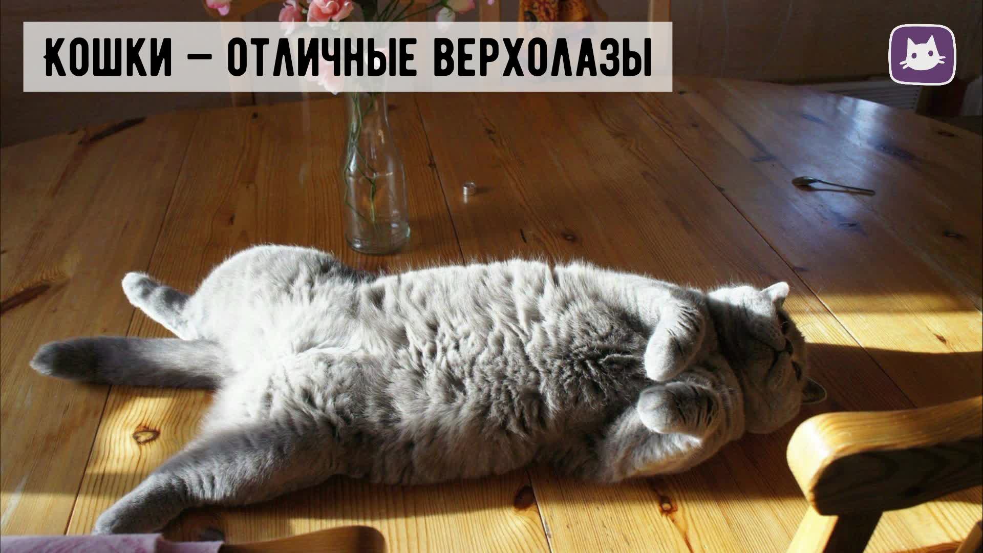 Кот залазит в шкаф. Кот на карнизе. Шторы с кошками. Как отучить кошку лазить по шторам. Шторы с кошками.