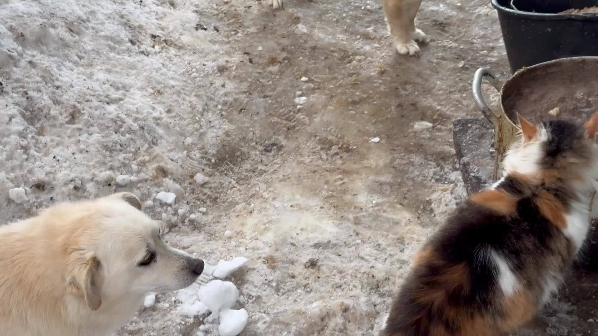 Голуби в деревне. Голубка дениз. Голубятня. Голубь сибирь. Воробей и голубка.