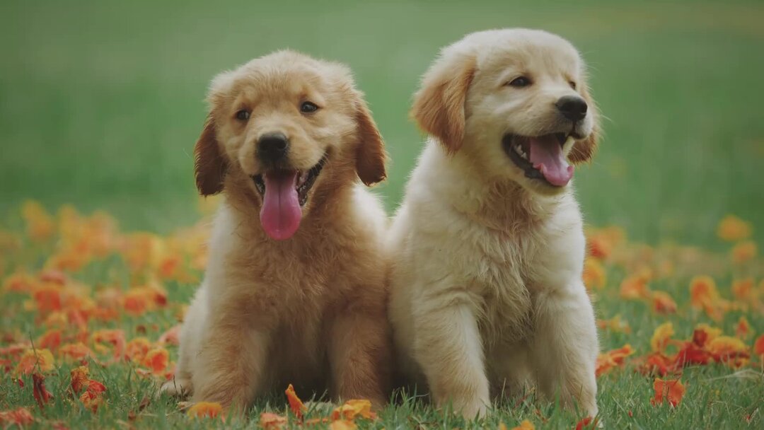 Тесты про собак с картинками. Собака арчи из ривердейл. Русская гончая. Золотистый ретривер агрессия. Как можно назвать собаку.