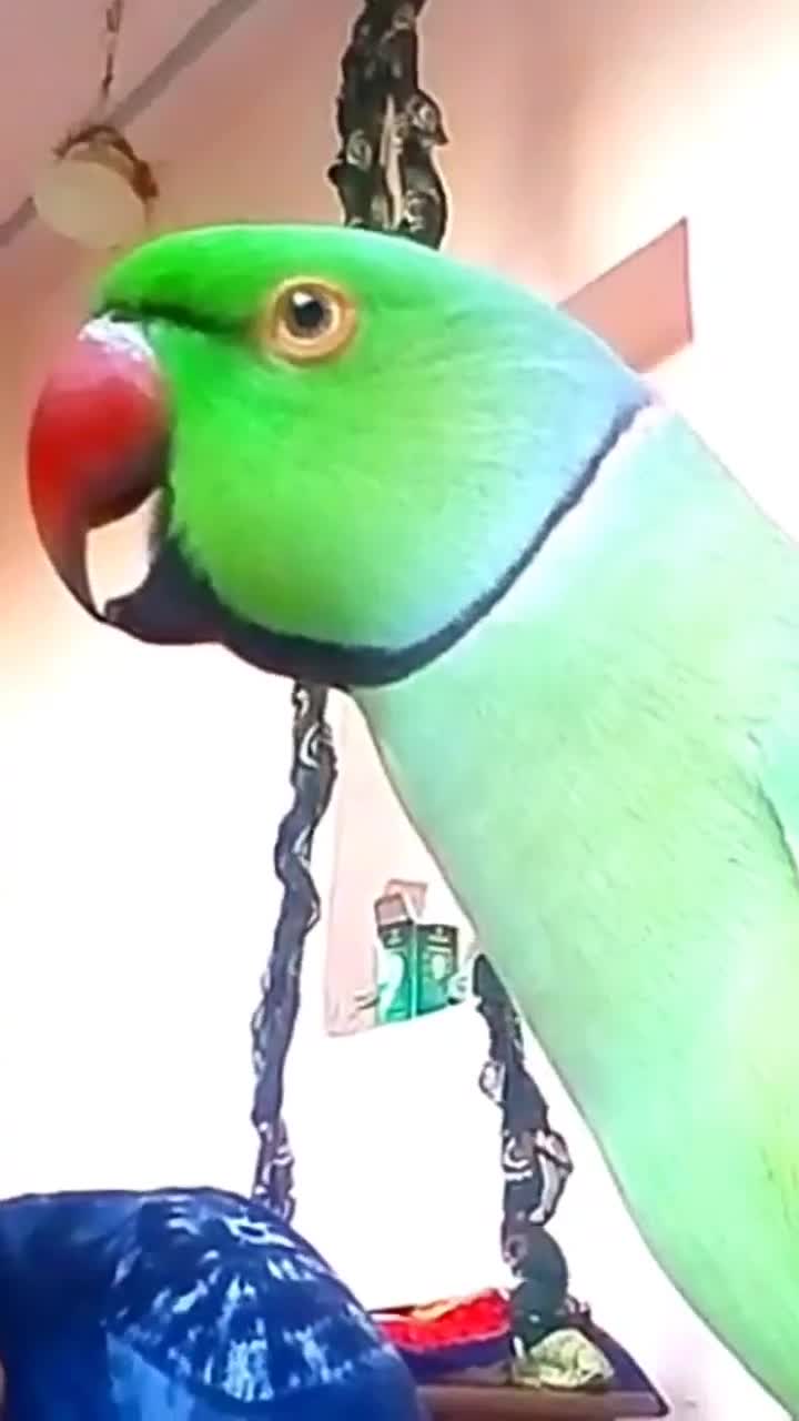 Покажи говорящих попугаев. Попугай жако домашний. Попугай смешно говорит. Попугай в тюрьме. Лучшие попугаи.