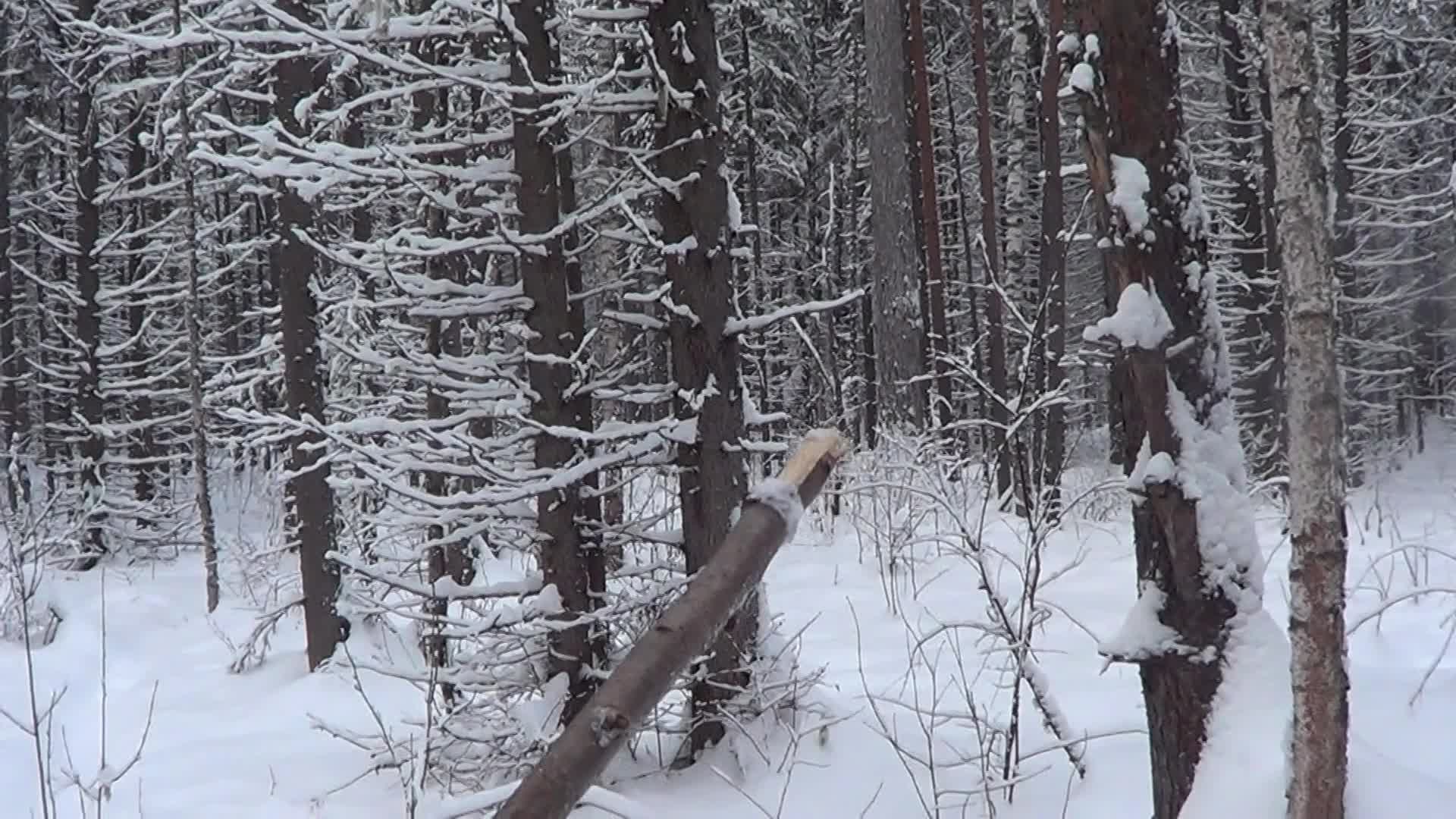 Охота на куницу