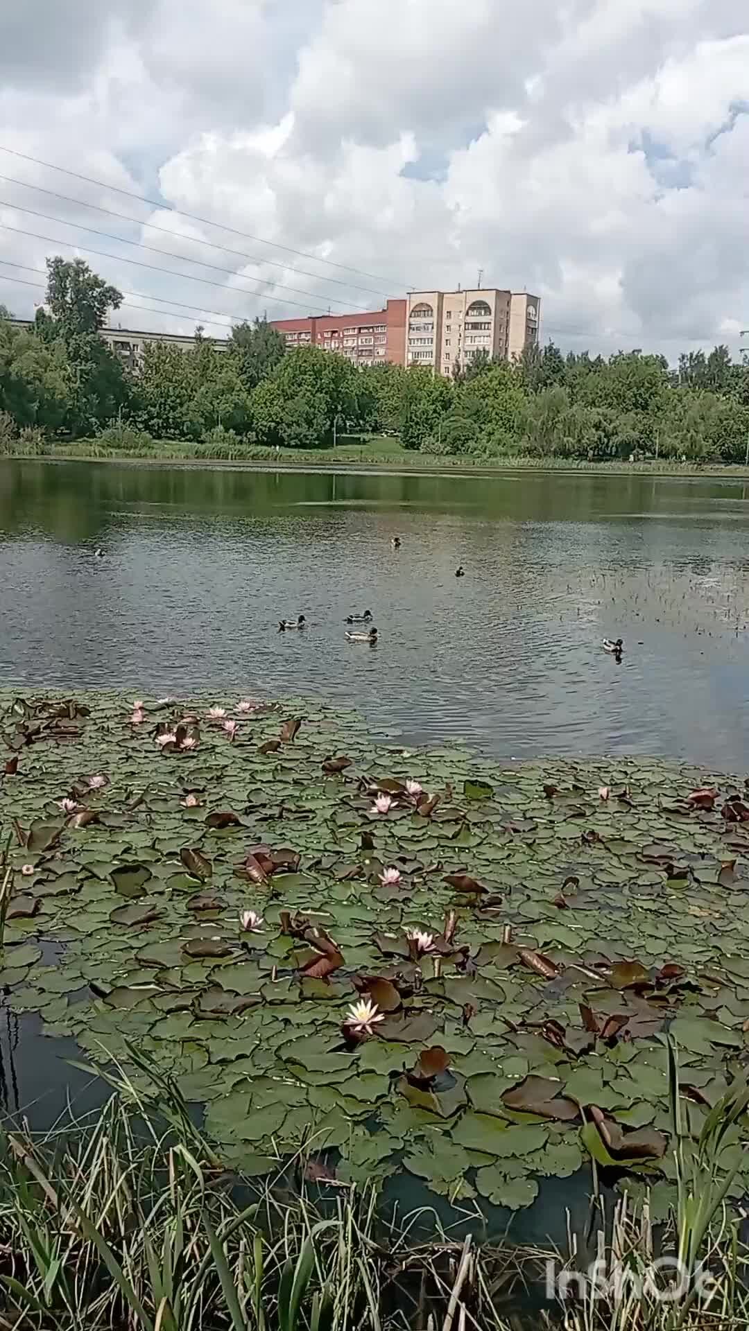 Дневники Василисы | 