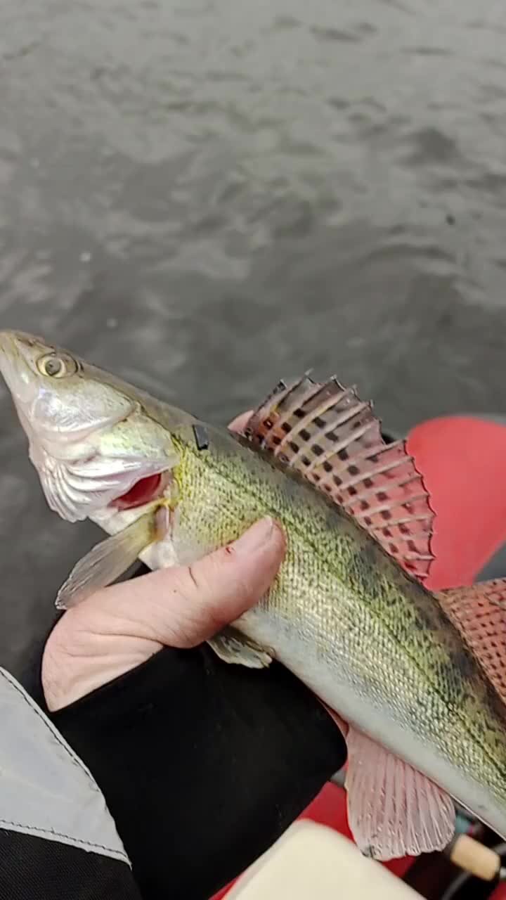 Рыбалка лексика на английском. Рыбалка по английски. Musky рыба. Мы так увлеклись рыбалкой. Рыбак по английскому.