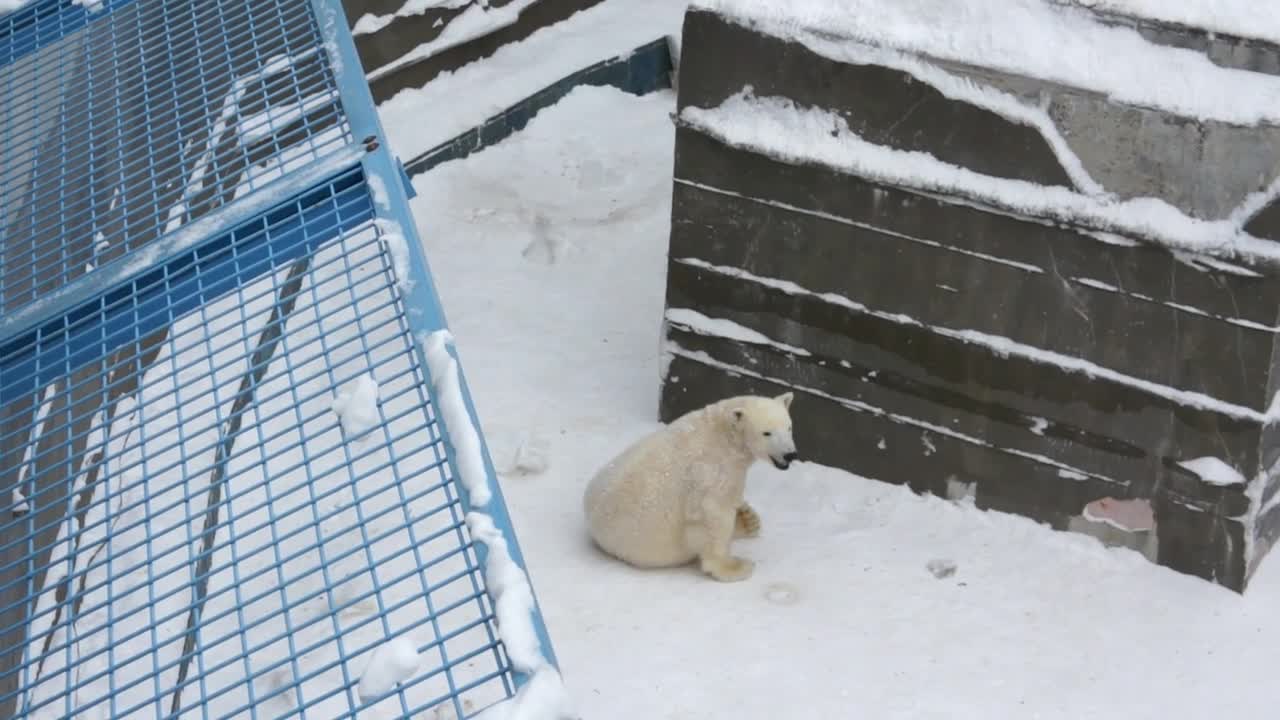 Медведь хочет спать