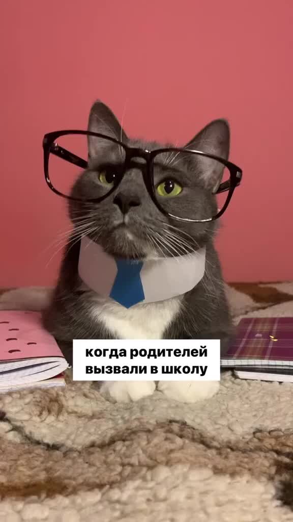 Котики в школе лотков. Kotynet. Лотков кот школа. Kotynet. Котийнет лотков и кусев.