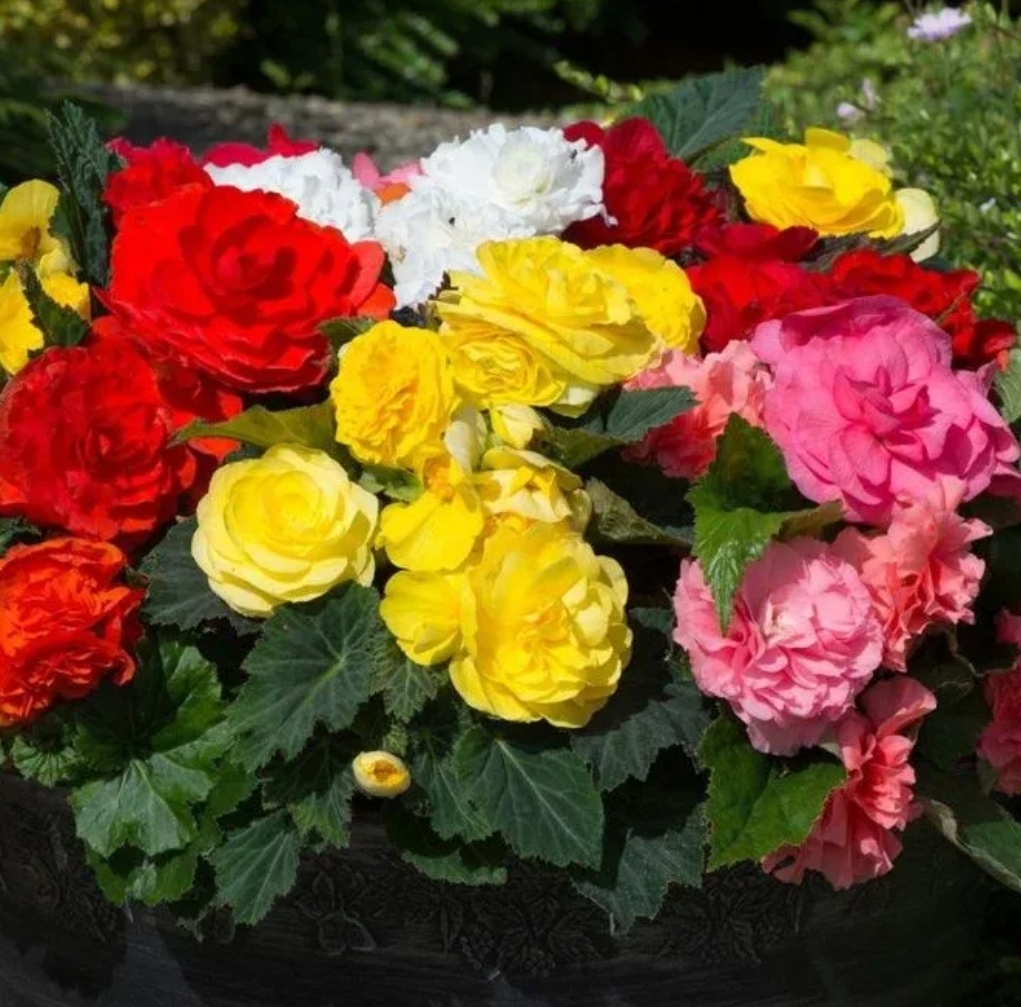 бегония нон стоп выращивание. бегония садовая красная. бегония нон-стоп йеллоу. бегония нон стоп ред. бегония клубневая нон стоп пинк.