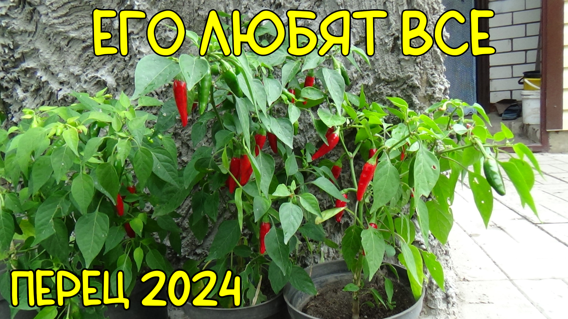 Перец каролинский жнец. Самый острый перец чили в мире. Самый острый перец чили в мире. Перец острый украинский горький. Горький перец каролина.