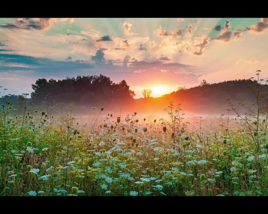 Иней на траве фото. Кошенная утром. Размытый пейзаж. Утренний кот. Sky dew.