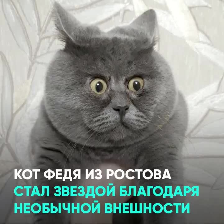 Кот федор из ростова фото
