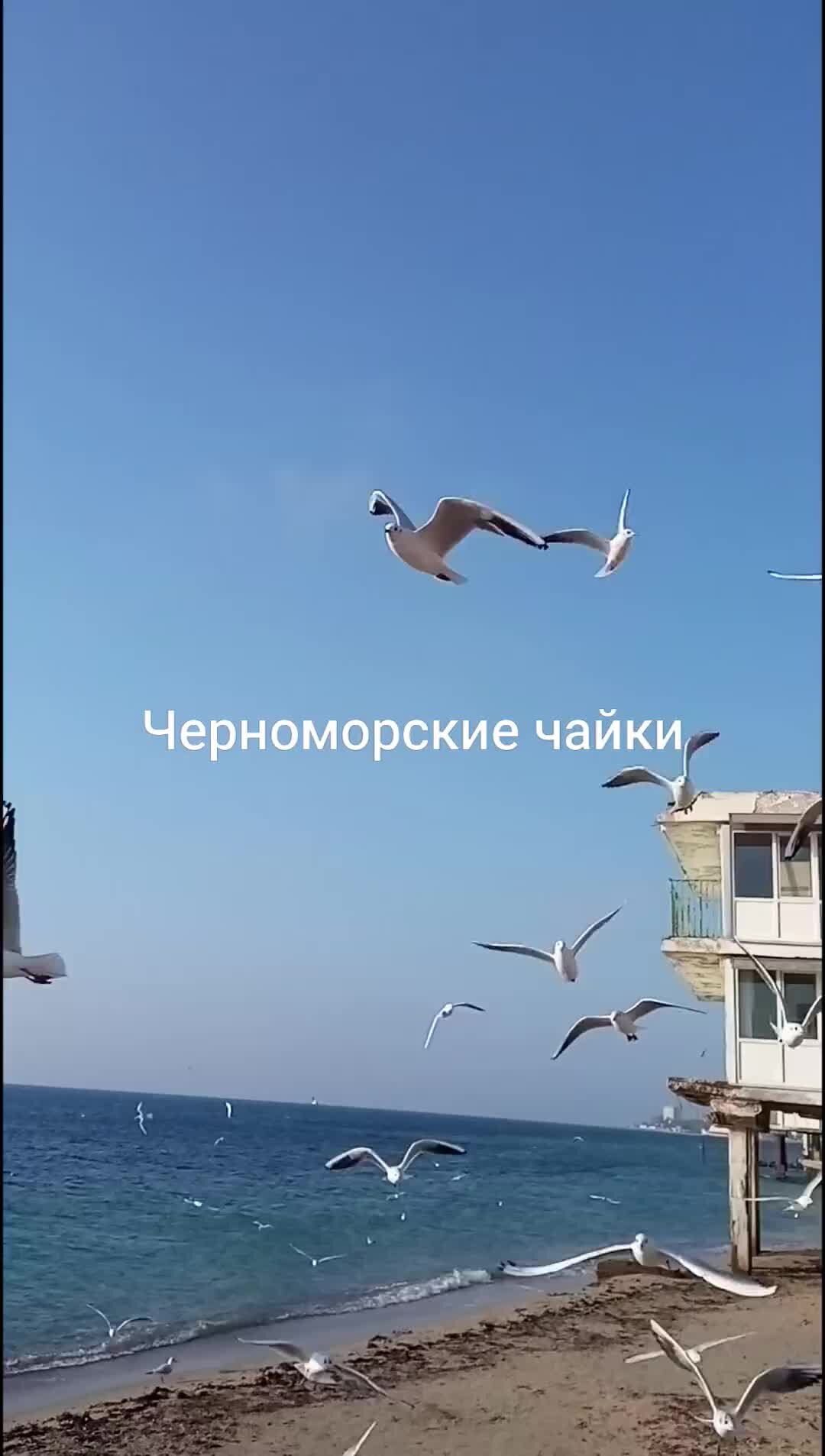 Чайки черного моря