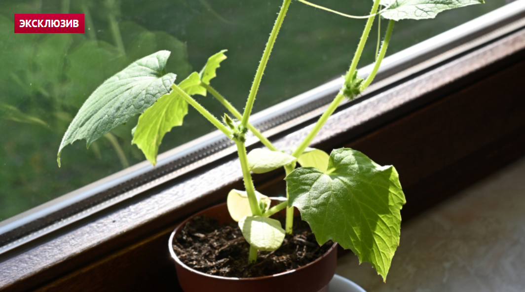 посадка кустарников. могут ли посадить в 13. корневая шейка у можжевельника. яичные ячейки для грядки. конопля в гидрогеле дома.