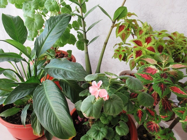 Каланхоэ блистфельдиана. Бувардия цветок. Бегония doublet pink. Цветы в горшках. Мелкие цветущие комнатные цветы.