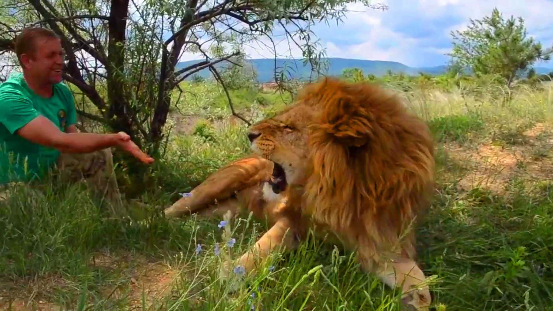 Карен даллакян симба ева в танзании. Карен даллакян симба в танзании. Львенок симба в челябинске. Спасенный лев. Спасенный лев.