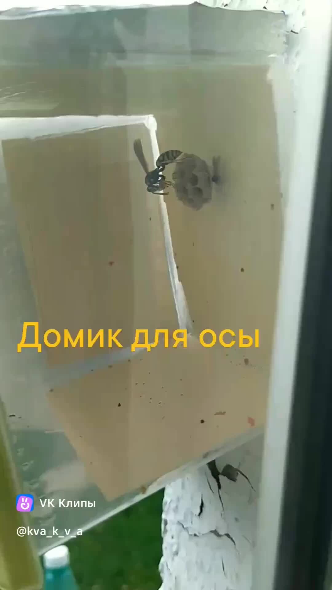 Осиное гнездо 2002. Осиное гнездо краткое содержание. Осиное гнездо краткое содержание. Нельзя трогать осиное гнездо. Осиное гнездо 2002.