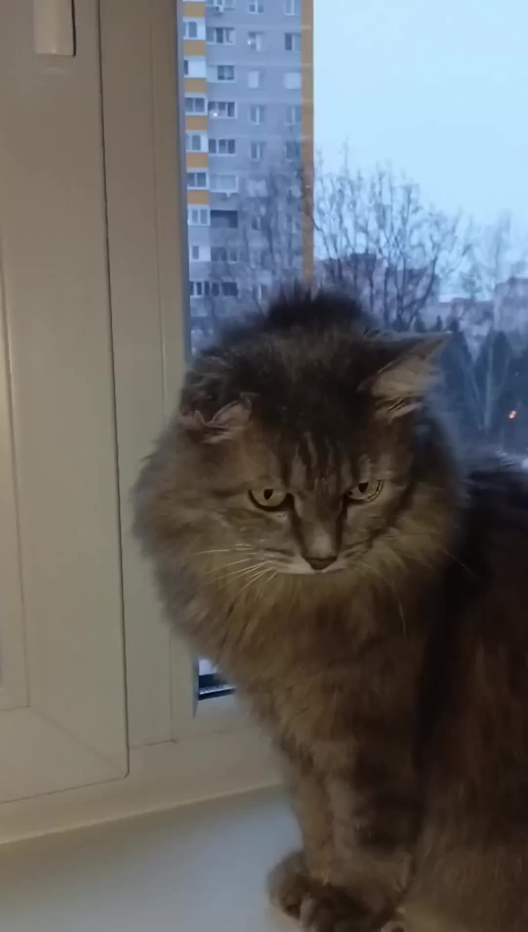 кот чешир из полимерной глины. очень милые котята. котиков алиса. алиса что сделать с котом. цитаты из алисы в стране чудес.