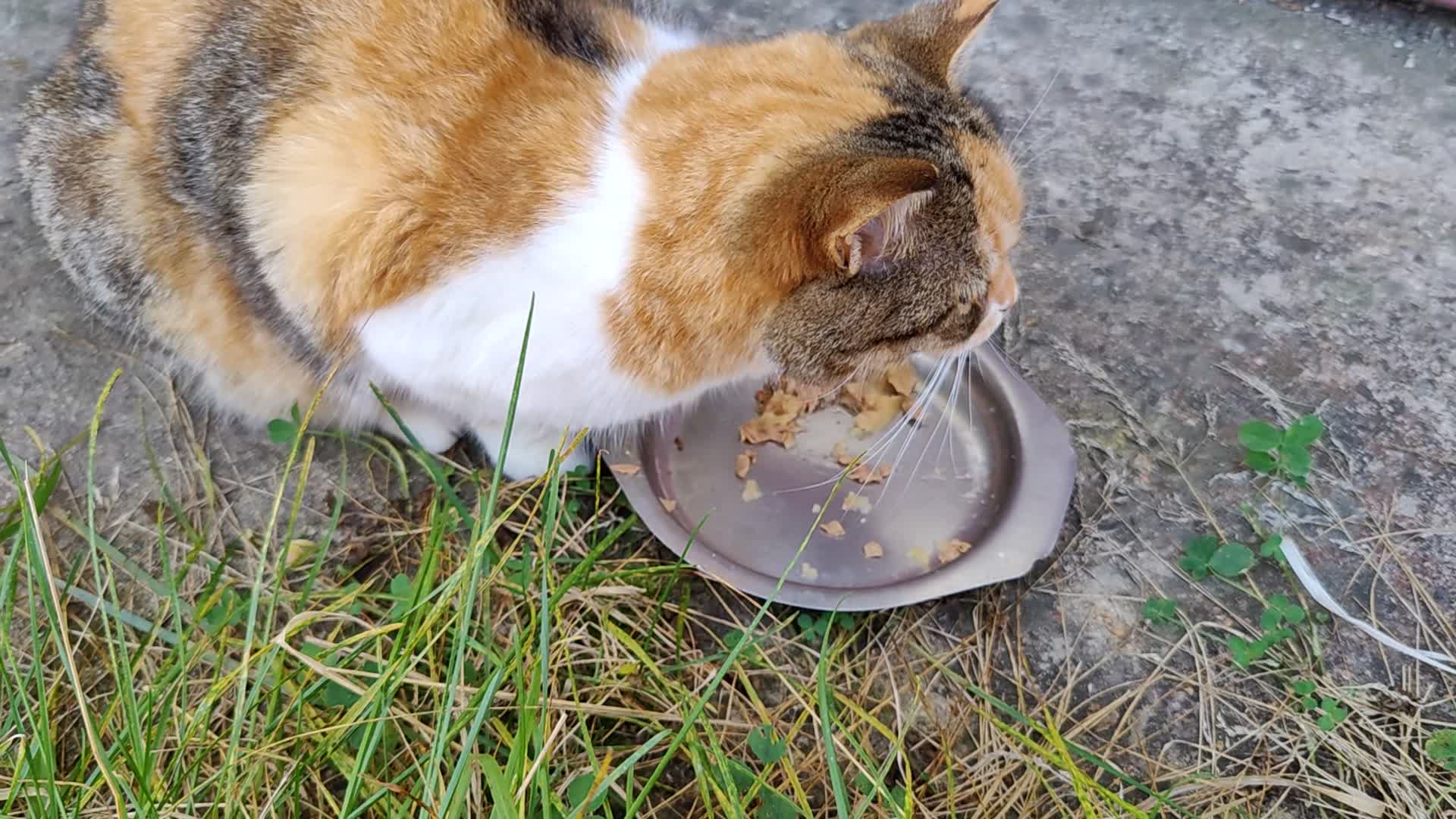 Симптомы и диагностика болезней у кошек