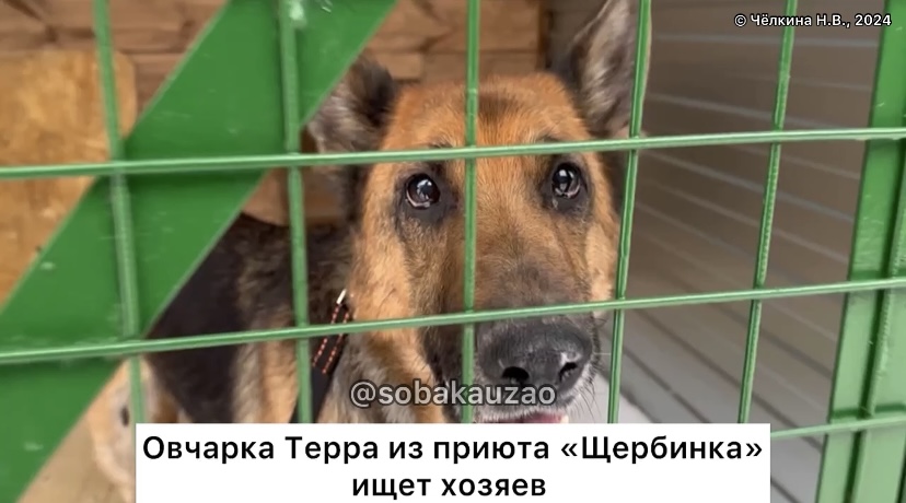 вакцинация щенка немецкой овчарки. график прививок для собак немецкой овчарки. немецкая овчарка 2 месяца прививки. щенок немецкой овчарки 2 мес. немецкая овчарка 2 месяца прививки.