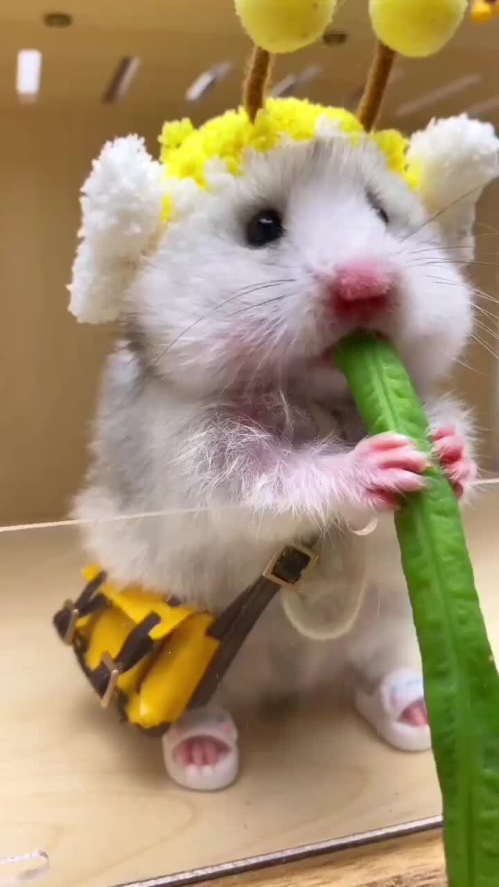 Хомяк кушает гиф