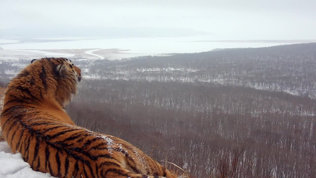 Владивосток амурский