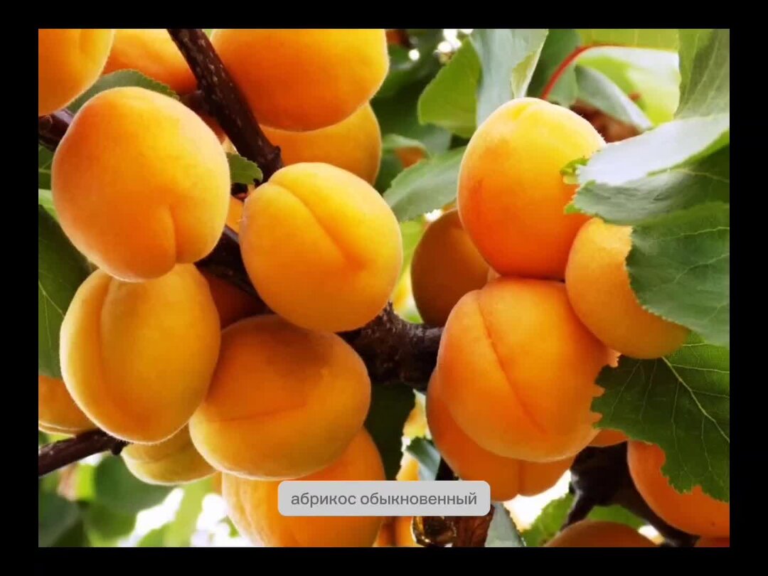 очкастый парень. ботаники в очках. ведущий в очках. ботаник 0. очкастый ботаник.